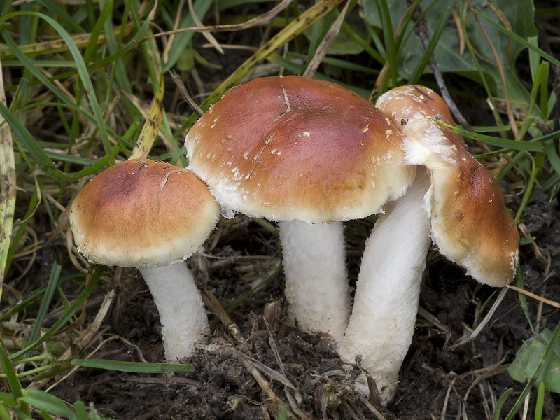 Pholiota lubrica